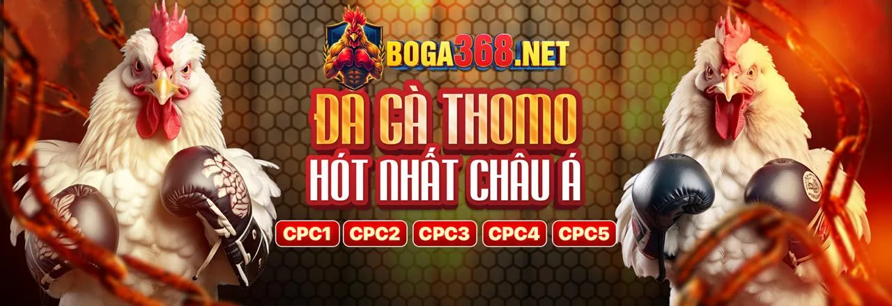 Đá gà trực tiếp và sự kiện hấp dẫn tại ok365m