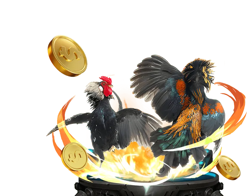 Các lựa chọn cược đá gà đa dạng tại ok365m